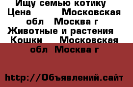 Ищу семью котику › Цена ­ 100 - Московская обл., Москва г. Животные и растения » Кошки   . Московская обл.,Москва г.